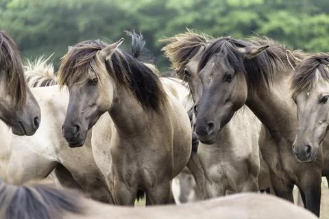 Verstehen ohne Worte,, wild lebende Pferde im Merfelder Bruch, Dülmen, Nor.. Stock Photos