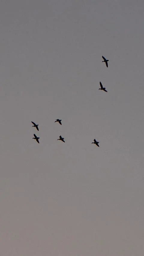 Vert Birds in Sky Video stock 312279247