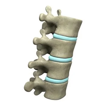 Vertebrae Stock Illustration