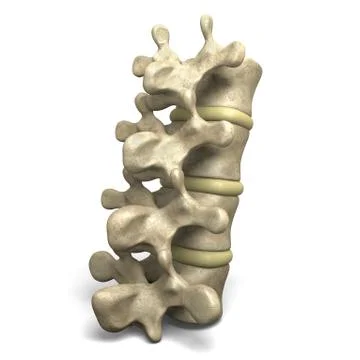 Vertebrae Stock Illustration