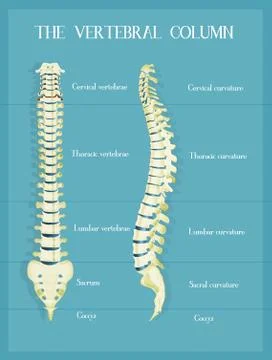 The vertebral colum scheme Stock Illustration