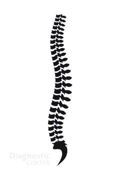 Vertebral Column. All Vertebrae Cervical Thoracic Lumbar Sacral and Coccygeal Stock Illustration