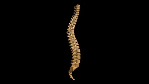 Vertebral Column Anatomy Labeled 動画素材 122701077
