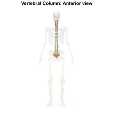 Vertebral Column Anterior view Stock Illustration