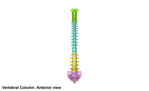 Vertebral Column Anterior view Stock Illustration