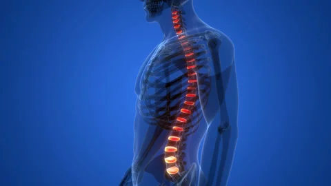 Vertebral Column Discs of Human Skeleton System Anatomy Animation Concept Stock Footage 200875233