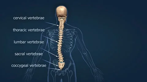 Vertebral column Stock Footage 307312447