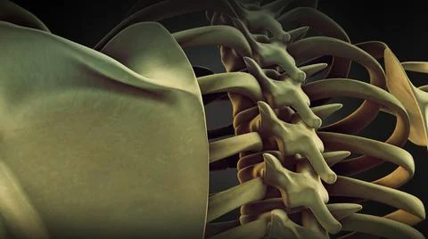 Vertebral column of human body Illustration