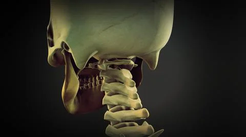 Vertebral column of human body イラスト素材