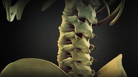 Vertebral column of human body Illustrazione stock