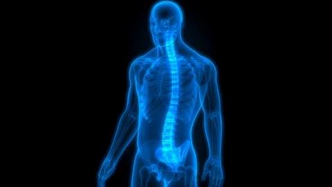 Vertebral Column of Human Skeleton System Anatomy Vidéo 124934800