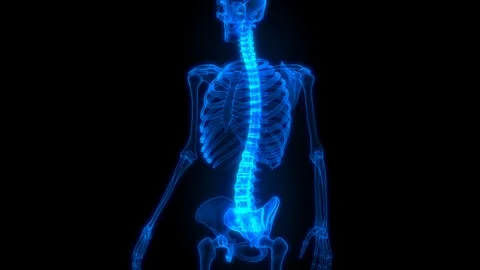 Vertebral Column of Human Skeleton System Anatomy Video stock 124934803