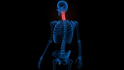 Vertebral Column of Human Skeleton System Anatomy Vidéo 125093393