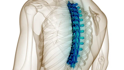 Vertebral Column of Human Skeleton System Anatomy Animation Concept Stock-Footage 200932834