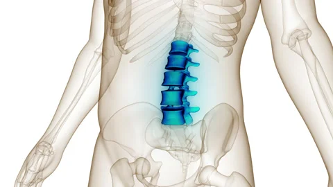 Vertebral Column of Human Skeleton System Anatomy Animation Concept Stock-Footage 200933484