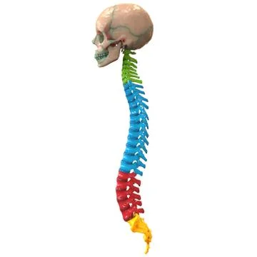 Vertebral Column of Human Skeleton System Anatomy Stock Illustration