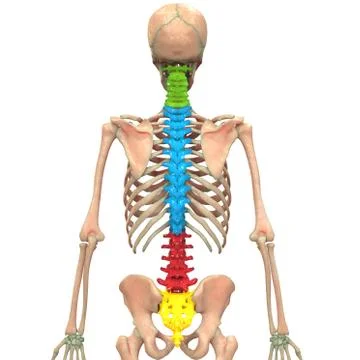 Vertebral Column of Human Skeleton System Anatomy Stock Illustration