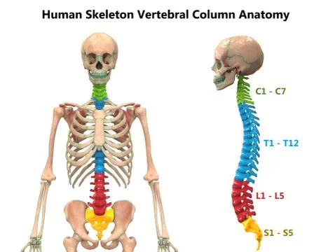 Vertebral Column of Human Skeleton System Described with Labels Anatomy Stock Illustration