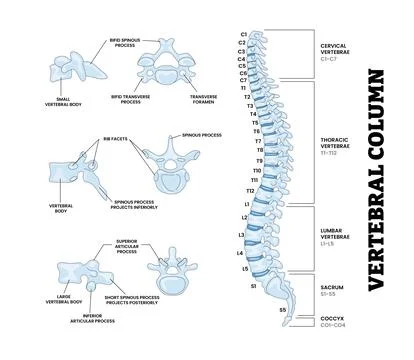Vertebral Column Human Spinal Structure Anatomy Diagram, Educational Medica.. Stock Illustration