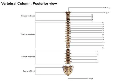 Vertebral Column Posterior view 2 Stock Illustration