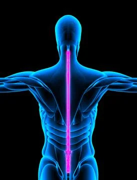 Vertebral Column rear view x-ray Stock Illustration