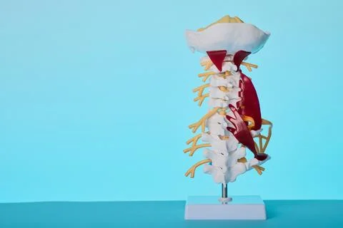 Vertebral column segment anatomical model close-up. Neurology exam of spinal  Fotos de archivo