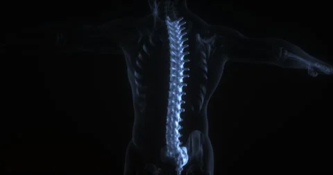 Vertebral column, spinal column in human body. X Ray. Loop Stock Footage 306923901