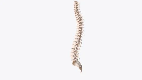 The vertebral column surrounds the spinal cord which travels within the spina Stock Illustration