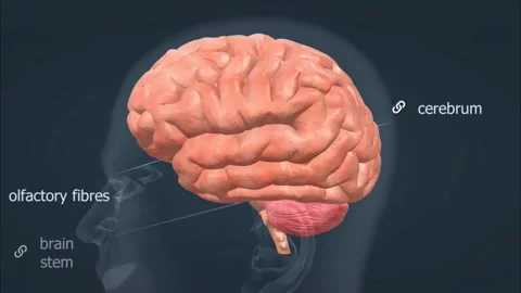 Vertebrate brain of mammal type Stock Footage 282131744