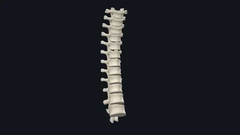 In vertebrates, thoracic vertebrae compose the middle segment of the vertebral Stock-Footage 252001421