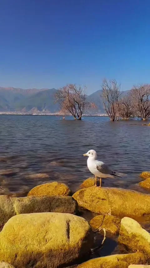 Vertical 1080p Close-up of Seagull Standing on Sunny Rocks at Erhai Lake Video stock 332139422