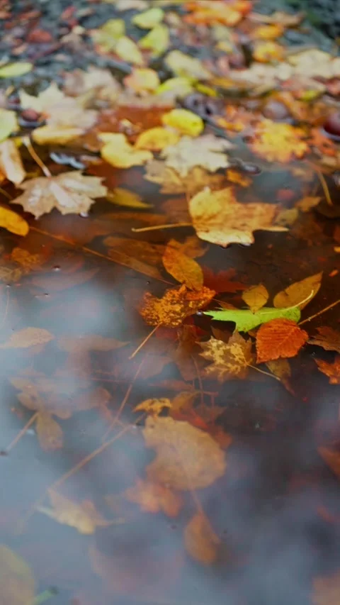 Vertical, 1080p, slow-motion, fall scenery road, tilt Видео 265610060