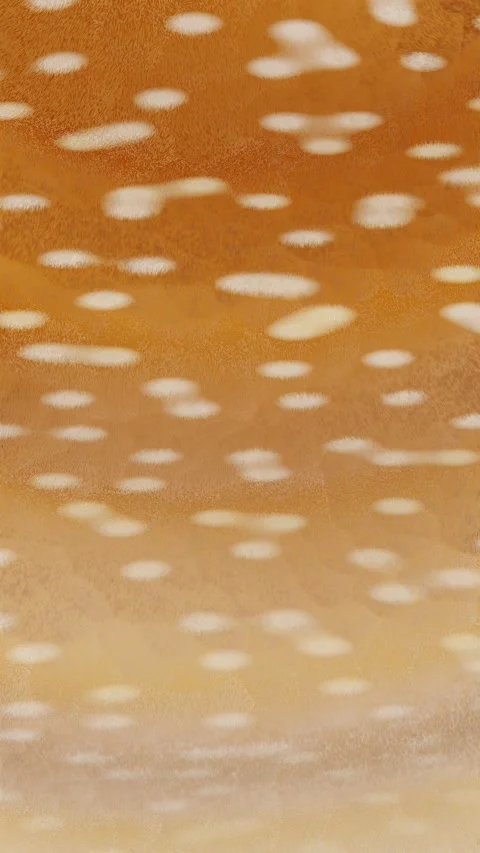 Vertical 3d abstract deer animal fur pattern banner template copyspace loop Stock Footage 327727015