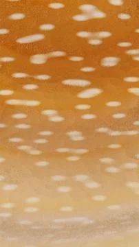 Vertical 3d abstract deer animal fur pattern banner template copyspace spots 스톡 일러스트