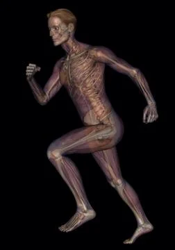 Vertical 3d model of a running human body against a black background Stock Illustration