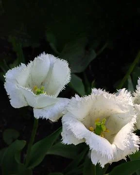 Vertical 4:5 close up of three white fringed tulips blooming in sunlight wi.. Фото