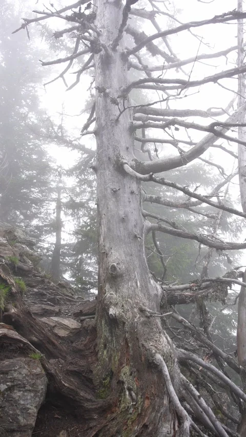 Vertical 4K 10bit Footage of a Weathered Old Tree Standing Amidst the Mist and R Stock Footage 265100247