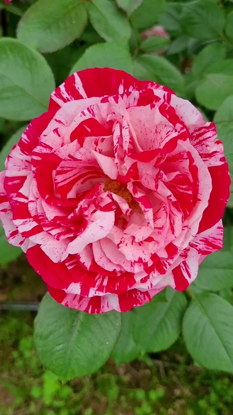 Vertical 4K Bi-color Red and White Rose Slow Motion Stock Footage 330130330