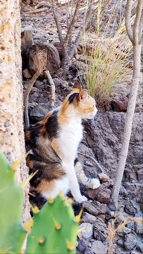 Vertical 4K Calico Cat Sitting in Rocky Desert Ravine, Tenerife Video stock 335772009