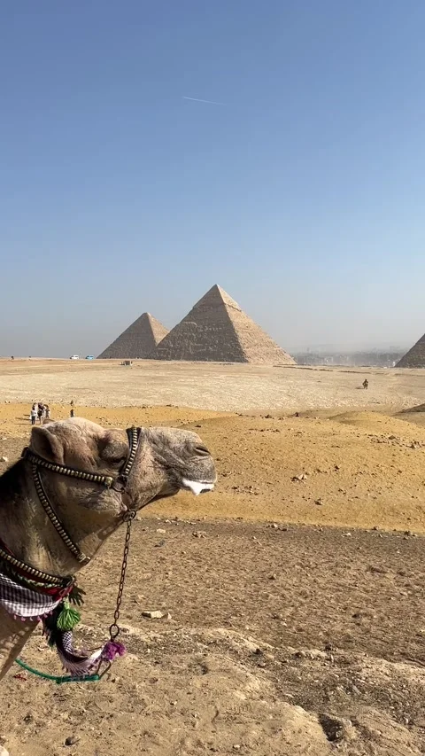 Vertical 4K: Camel Resting in Front of the Pyramids of Giza, Egypt Stock Footage 309319294