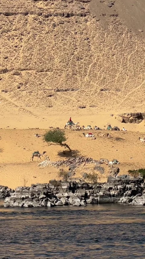 Vertical 4K: Camels Walking Along the Nile River in the Egyptian Desert Stock Footage 309315148