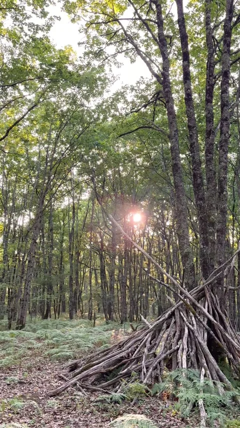 Vertical 4K cinematic stick hut in forest with sun flare through trees. 스톡 동영상 337727123
