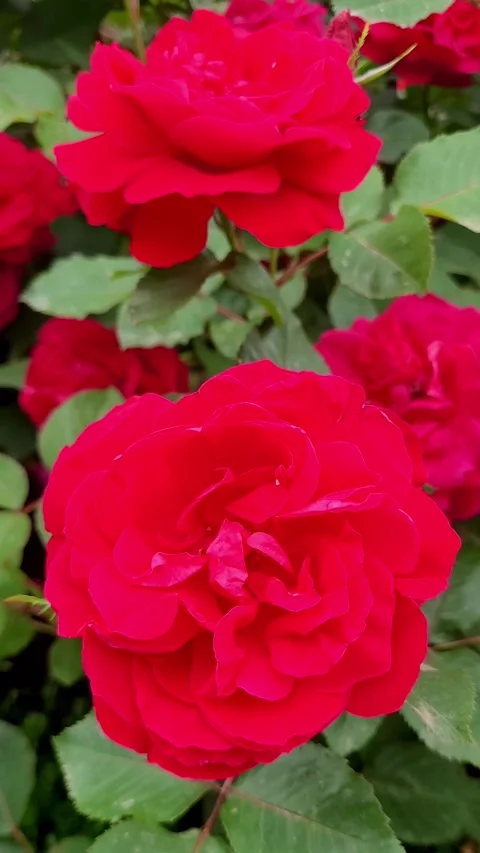Vertical 4K Classic Red Rose Close Up Slow Motion Stock Footage 330130320
