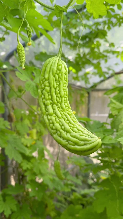 Vertical 4K Close-Up of Bitter Melon Growing on Vine in Greenhouse with Sunlight Stock Footage 315339566