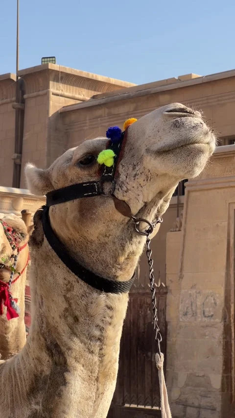 Vertical 4K: Close-Up of a Camel’s Face in the Egyptian Desert Stock Footage 309319300