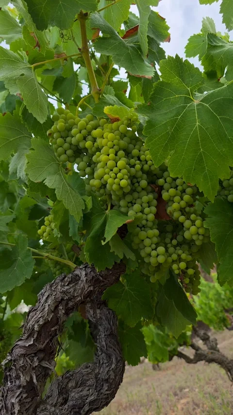 Vertical 4K close up of green grapes bunch on grapevine with leaves, old gna Stock Footage 340296800