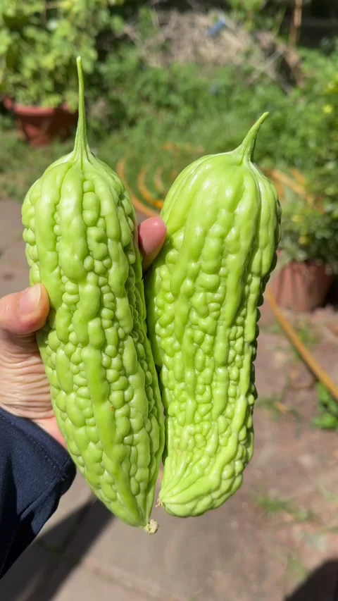 Vertical 4K Close-Up of Hand Holding Two Fresh Bitter Melons in Outdoor Sunlight Stock Footage 315339804