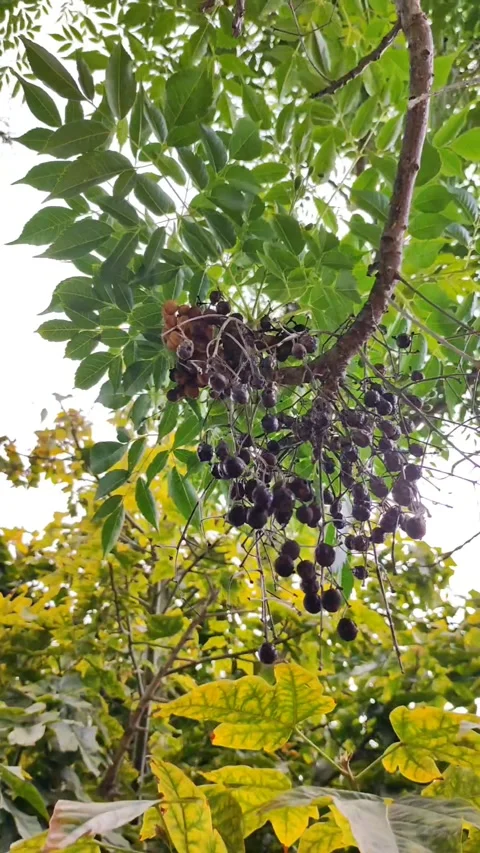 Vertical 4K Close-up of Hanging Wild Berries in Sunlight Video stock 334801123