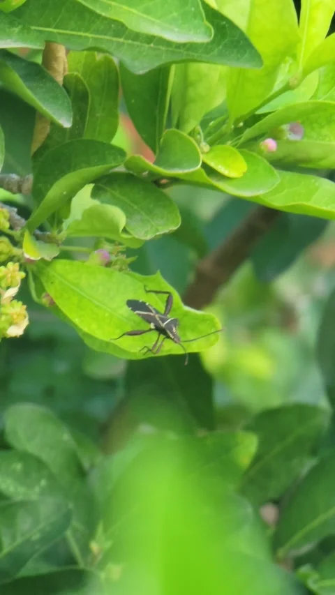 Vertical 4K close up of insect on green leaf surrounded by foliage Vidéo 329073621
