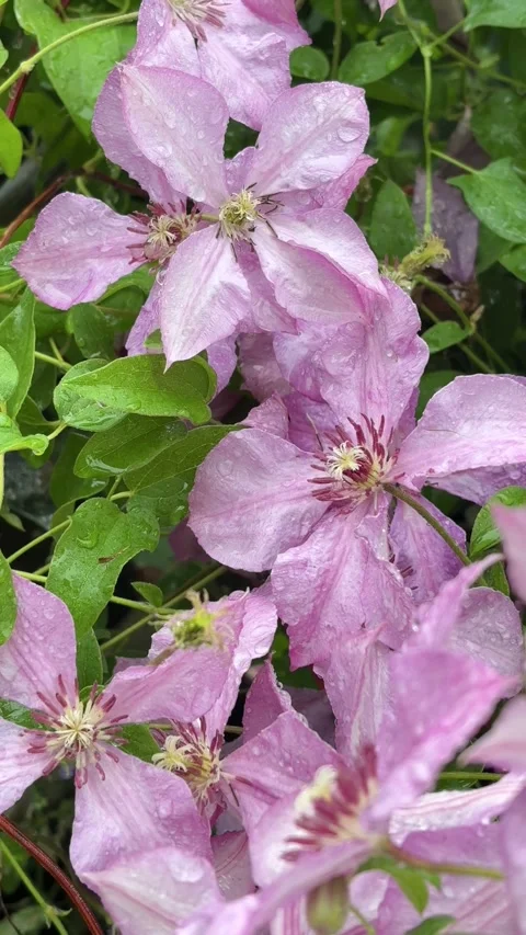 Vertical 4K close up of lilac clematis flowers wet with raindrops in rain. 스톡 동영상 337727879